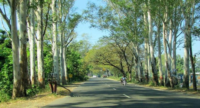 യൂക്കാലി നടീൽ : വിവാദ അനുമതി പിൻവലിക്കും ; നടപടി പുനഃപരിശോധിക്കുമെന്നും മന്ത്രി എ.കെ. ശശീന്ദ്രൻ യൂക്കാലി നടീൽ : വിവാദ അനുമതി പിൻവലിക്കും ; നടപടി പുനഃപരിശോധിക്കുമെന്നും മന്ത്രി എ.കെ. ശശീന്ദ്രൻ