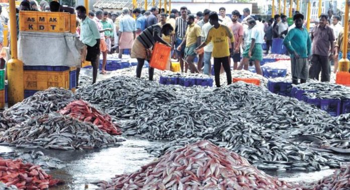 സമുദ്രജൈവ വൈവിധ്യത്തെ മനസ്സിലാക്കാൻ സി എം എഫ് ആർ ഐയുടെ ഏകദിന സർവേ ; കേരളത്തില് ഒറ്റ ദിവസം കൊണ്ട് ലഭ്യമായത് 468 ഇനം മീനുകള് സമുദ്രജൈവ വൈവിധ്യത്തെ മനസ്സിലാക്കാൻ സി എം എഫ് ആർ ഐയുടെ ഏകദിന സർവേ ; കേരളത്തില് ഒറ്റ ദിവസം കൊണ്ട് ലഭ്യമായത് 468 ഇനം മീനുകള്