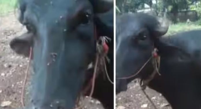 കൊടുംക്രൂരത ; വീടിന് സമീപം കെട്ടിയിരുന്ന പോത്തിന്റെ വാൽ മുറിച്ച് സാമൂഹിക വിരുദ്ധർ, പോലീസിൽ പരാതി നൽകി കൊടുംക്രൂരത ; വീടിന് സമീപം കെട്ടിയിരുന്ന പോത്തിന്റെ വാൽ മുറിച്ച് സാമൂഹിക വിരുദ്ധർ, പോലീസിൽ പരാതി നൽകി