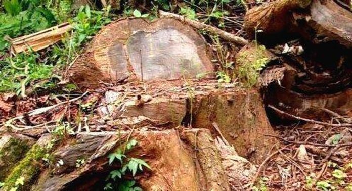 മുട്ടില് മരംമുറി കേസ് ; ഡിവൈ.എസ്.പി റിപ്പോര്ട്ട് നല്കി മുട്ടില് മരംമുറി കേസ് ; ഡിവൈ.എസ്.പി റിപ്പോര്ട്ട് നല്കി
