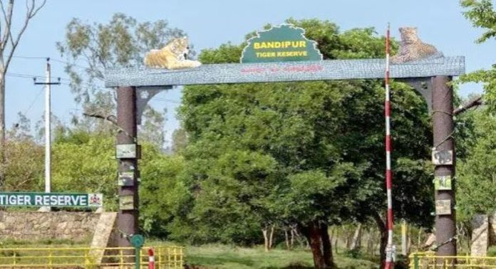 കടുവ സംരക്ഷണ കേന്ദ്രങ്ങളിൽ ആശ്വാസമായി വേനൽ മഴ കടുവ സംരക്ഷണ കേന്ദ്രങ്ങളിൽ ആശ്വാസമായി വേനൽ മഴ