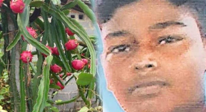 ഡ്രാഗൻ ഫ്രൂട്ടിന്റെ മുള്ള് വില്ലനോ? ; വയറിളക്കവും ഛർദിയും, പിന്നാലെ ചികിത്സയിലായിരുന്ന വിദ്യാർത്ഥി മരിച്ചു ഡ്രാഗൻ ഫ്രൂട്ടിന്റെ മുള്ള് വില്ലനോ? ; വയറിളക്കവും ഛർദിയും, പിന്നാലെ ചികിത്സയിലായിരുന്ന വിദ്യാർത്ഥി മരിച്ചു