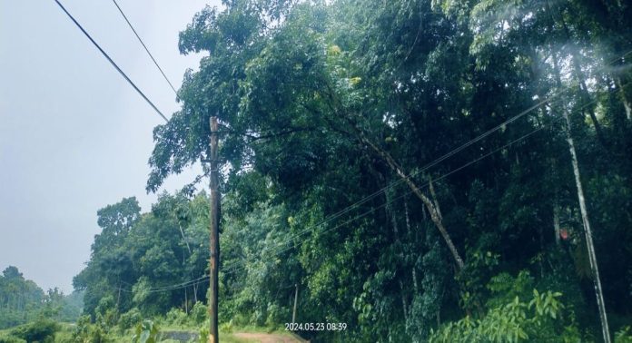 അപകടകരമായ അവസ്ഥയില് നില്ക്കുന്ന മരം മുറിച്ചു മാറ്റണം ; ആവശ്യം ശക്തമാക്കി നാട്ടുകാർ, തിരിഞ്ഞു നോക്കാതെ അധികൃതർ അപകടകരമായ അവസ്ഥയില് നില്ക്കുന്ന മരം മുറിച്ചു മാറ്റണം ; ആവശ്യം ശക്തമാക്കി നാട്ടുകാർ, തിരിഞ്ഞു നോക്കാതെ അധികൃതർ