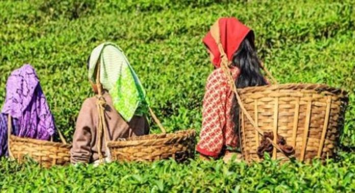 ഉഷ്ണതരംഗം ; വടക്കൻ ബംഗാളിലെ തേയില കർഷകർ വൻ പ്രതിസന്ധിയിൽ ഉഷ്ണതരംഗം ; വടക്കൻ ബംഗാളിലെ തേയില കർഷകർ വൻ പ്രതിസന്ധിയിൽ