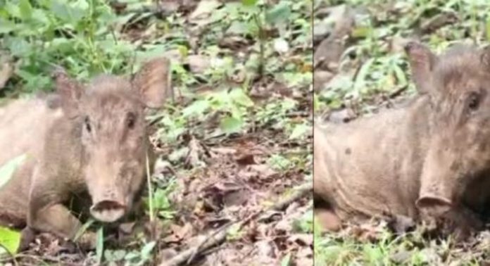 അതിരപ്പിള്ളിയിൽ വാഹനമിടിച്ച് കാട്ടുപന്നിക്ക് പരിക്ക് അതിരപ്പിള്ളിയിൽ വാഹനമിടിച്ച് കാട്ടുപന്നിക്ക് പരിക്ക്