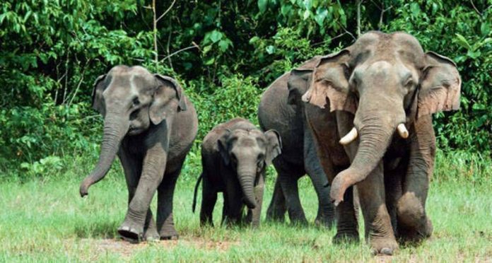 ദക്ഷിണേന്ത്യൻ സംസ്ഥാനങ്ങളിലെ ആനകളുടെ കണക്കെടുക്കാൻ ഒരുങ്ങി വനംവകുപ്പ് ദക്ഷിണേന്ത്യൻ സംസ്ഥാനങ്ങളിലെ ആനകളുടെ കണക്കെടുക്കാൻ ഒരുങ്ങി വനംവകുപ്പ്