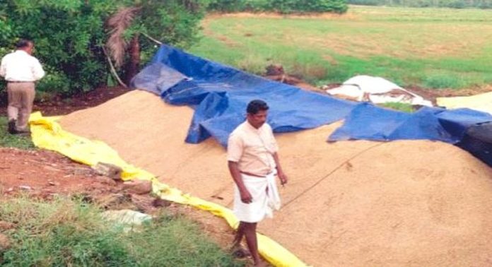 കൊടുംച്ചൂടിൽ നെല്ല് നശിച്ചു ; പിന്നാലെ കൊയ്ത്ത് പാതിവഴിയിൽ ഉപേക്ഷിച്ച് കർഷകർ, ആശങ്ക കൊടുംച്ചൂടിൽ നെല്ല് നശിച്ചു ; പിന്നാലെ കൊയ്ത്ത് പാതിവഴിയിൽ ഉപേക്ഷിച്ച് കർഷകർ, ആശങ്ക