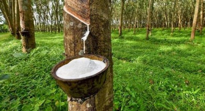 റബര് വിലയിൽ വീണ്ടും ഇടിവ് ; കർഷകർ ആശങ്കയിൽ റബര് വിലയിൽ വീണ്ടും ഇടിവ് ; കർഷകർ ആശങ്കയിൽ