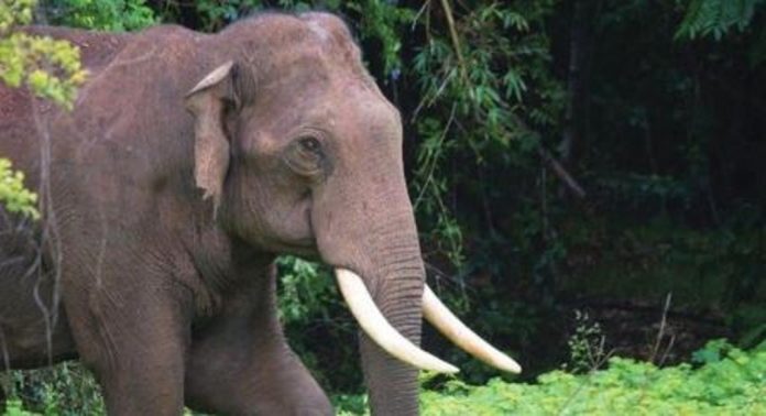പാലക്കാട് കഞ്ചിക്കോട് ട്രെയിൻ തട്ടി കാട്ടാന ചരിഞ്ഞ നിലയിൽ പാലക്കാട് കഞ്ചിക്കോട് ട്രെയിൻ തട്ടി കാട്ടാന ചരിഞ്ഞ നിലയിൽ