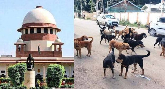 തെരുവുനായ പ്രശ്നത്തില് ഇടപെടാനില്ല ; സുപ്രീംകോടതി തെരുവുനായ പ്രശ്നത്തില് ഇടപെടാനില്ല ; സുപ്രീംകോടതി