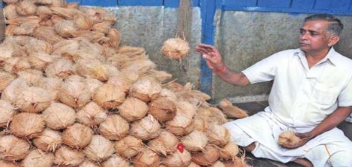 നാളികേരത്തിന് വേണ്ട സംഭരണവില കിട്ടാതെ നട്ടം തിരിഞ്ഞ് കർഷകർ നാളികേരത്തിന് വേണ്ട സംഭരണവില കിട്ടാതെ നട്ടം തിരിഞ്ഞ് കർഷകർ