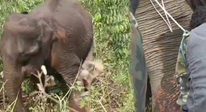 തമിഴ്നാട്ടിൽ നിന്നും കേരളത്തിലെത്തിയ കാട്ടാനയ്ക്ക് കാലിൽ പരിക്ക് ; ഒടുവിൽ ചികിത്സിച്ച് ഭേദമാക്കി വനംവകുപ്പ് തമിഴ്നാട്ടിൽ നിന്നും കേരളത്തിലെത്തിയ കാട്ടാനയ്ക്ക് കാലിൽ പരിക്ക് ; ഒടുവിൽ ചികിത്സിച്ച് ഭേദമാക്കി വനംവകുപ്പ്