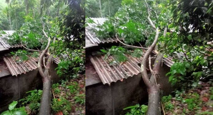 കോന്നിയിൽ കാറ്റിലും മഴയിലും മരം ഒടിഞ്ഞു വീണ് വീടിന്റെ മേൽക്കൂര തകർന്നു കോന്നിയിൽ കാറ്റിലും മഴയിലും മരം ഒടിഞ്ഞു വീണ് വീടിന്റെ മേൽക്കൂര തകർന്നു