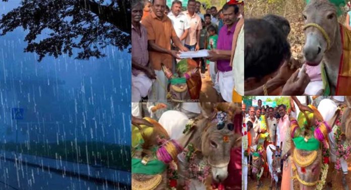 മഴ ലഭിക്കാനായി കഴുതകളുടെ വിവാഹം നടത്തി തമിഴ്നാട്ടിലെ ഒരു ഗ്രാമം മഴ ലഭിക്കാനായി കഴുതകളുടെ വിവാഹം നടത്തി തമിഴ്നാട്ടിലെ ഒരു ഗ്രാമം