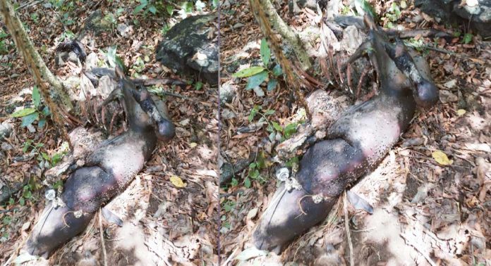 കുളത്തുമണ്ണിലെ താമരപ്പള്ളി പാലക്കുഴി ഭാഗത്ത് കടുവ ഭക്ഷിച്ച പശുവിന്റെ ജഡം കണ്ടെത്തി ; ഭീതിയോടെ ജനം കുളത്തുമണ്ണിലെ താമരപ്പള്ളി പാലക്കുഴി ഭാഗത്ത് കടുവ ഭക്ഷിച്ച പശുവിന്റെ ജഡം കണ്ടെത്തി ; ഭീതിയോടെ ജനം
