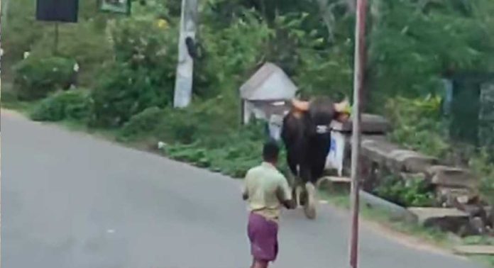 കാട്ട് പോത്ത് നാട്ടുകാരെ ഭീതിയിലാക്കി കാട്ട് പോത്ത് നാട്ടുകാരെ ഭീതിയിലാക്കി