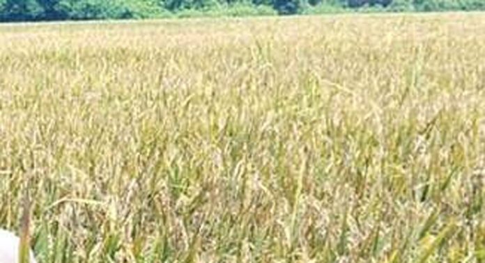 ഉഷ്ണതരംഗം ; കരിങ്ങാലി പാടശേഖരത്തിലെ കര്ഷകര്ക്ക് വന് നഷ്ടം ഉഷ്ണതരംഗം ; കരിങ്ങാലി പാടശേഖരത്തിലെ കര്ഷകര്ക്ക് വന് നഷ്ടം