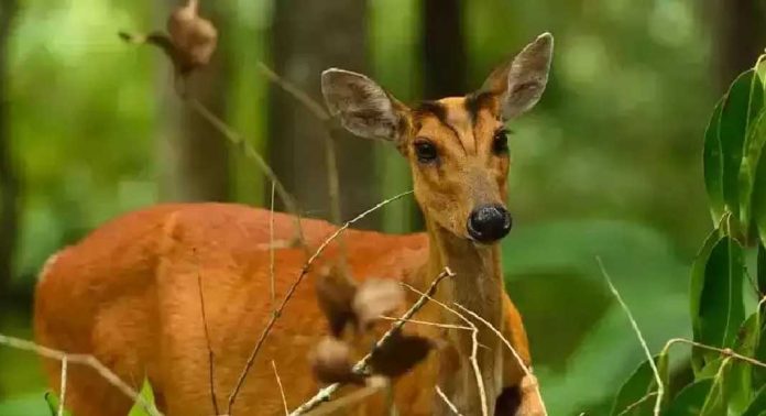 പെരുനാട്ടില് കേഴ കുഞ്ഞ് വാഹനം ഇടിച്ചു ചത്തു പെരുനാട്ടില് കേഴ കുഞ്ഞ് വാഹനം ഇടിച്ചു ചത്തു