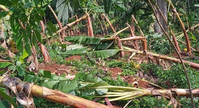 കോന്നിയിൽ കാറ്റിലും മഴയിലും വാഴകൾ നശിച്ചു കോന്നിയിൽ കാറ്റിലും മഴയിലും വാഴകൾ നശിച്ചു
