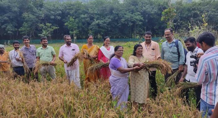 മലമുകളിലെ നെൽകൃഷിക്ക് നൂറ് മേനി വിളവ് മലമുകളിലെ നെൽകൃഷിക്ക് നൂറ് മേനി വിളവ്