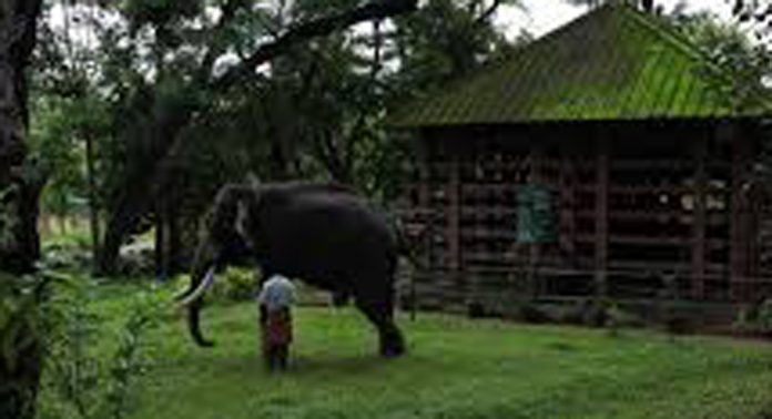 ആനകളുടെ എണ്ണം കുറഞ്ഞെങ്കിലും കോന്നി ആനത്താവളത്തിൽ സന്ദർശകരുടെ തിരക്കിന് കുറവില്ല ആനകളുടെ എണ്ണം കുറഞ്ഞെങ്കിലും കോന്നി ആനത്താവളത്തിൽ സന്ദർശകരുടെ തിരക്കിന് കുറവില്ല