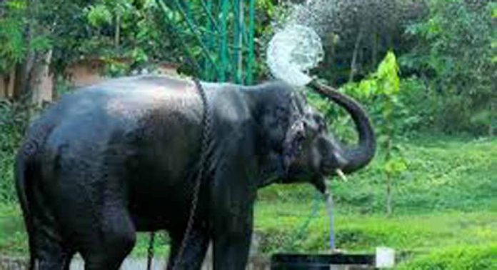 ആനസവാരി ഇല്ല, സമയക്രമത്തിൽ മാറ്റവും ; കോന്നി ആനത്താവളത്തിലെ സഞ്ചാരികളുടെ എണ്ണം കുറഞ്ഞു ആനസവാരി ഇല്ല, സമയക്രമത്തിൽ മാറ്റവും ; കോന്നി ആനത്താവളത്തിലെ സഞ്ചാരികളുടെ എണ്ണം കുറഞ്ഞു