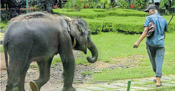 കോന്നി ഇക്കോ ടൂറിസം സെന്ററിലെ ആനകളുടെ നടത്തം ട്രയൽ റൺ ആരംഭിച്ചു കോന്നി ഇക്കോ ടൂറിസം സെന്ററിലെ ആനകളുടെ നടത്തം ട്രയൽ റൺ ആരംഭിച്ചു