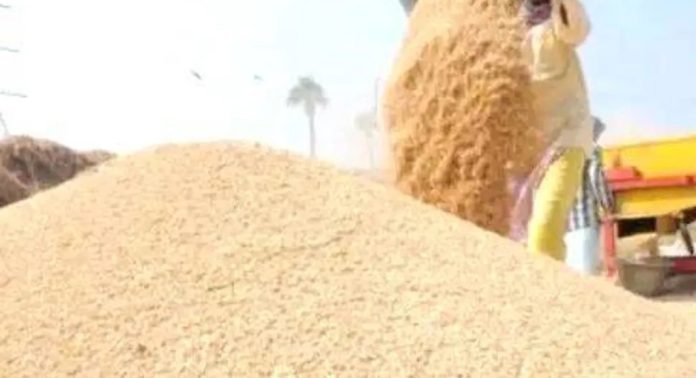 പുഞ്ച സീസണിലെ നെല്ലു സംഭരണം അവസാന ഘട്ടത്തിലേക്ക് പുഞ്ച സീസണിലെ നെല്ലു സംഭരണം അവസാന ഘട്ടത്തിലേക്ക്