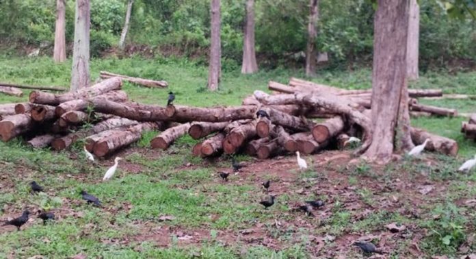 കോന്നി, റാന്നി മേഖലകളില് ഇലതീനിപ്പുഴുക്കളുടെ ശല്യം രൂക്ഷം കോന്നി, റാന്നി മേഖലകളില് ഇലതീനിപ്പുഴുക്കളുടെ ശല്യം രൂക്ഷം