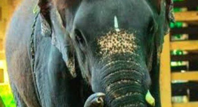 കോന്നി ആനത്താവളത്തിൽ മദപ്പാടിലായ കൃഷ്ണയെ കെട്ടിൽ നിന്ന് അഴിച്ചിട്ട് ഏഴുമാസം കോന്നി ആനത്താവളത്തിൽ മദപ്പാടിലായ കൃഷ്ണയെ കെട്ടിൽ നിന്ന് അഴിച്ചിട്ട് ഏഴുമാസം