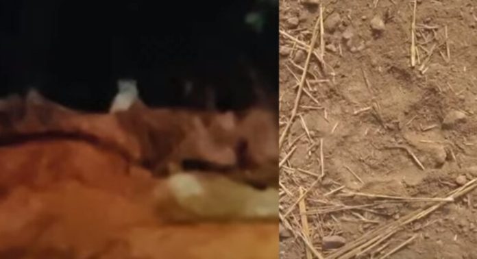 വിമാനത്താവള പരിസരത്ത് വന്യജീവിയുടെ സാന്നിധ്യം ; പാതി ഭക്ഷിച്ച നായയുടെ ജഡം കണ്ടെത്തി വിമാനത്താവള പരിസരത്ത് വന്യജീവിയുടെ സാന്നിധ്യം ; പാതി ഭക്ഷിച്ച നായയുടെ ജഡം കണ്ടെത്തി