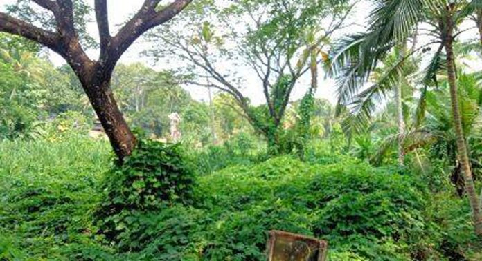 പണം ഇല്ല ; മല്ലപ്പള്ളി ഐ.എച്ച്.ആർ.ഡി ടെക്നിക്കൽ ഹയർസെക്കൻഡറി സ്കൂളിന്റെ കെട്ടിട നിർമ്മാണം കടലാസില് ഒതുങ്ങി പണം ഇല്ല ; മല്ലപ്പള്ളി ഐ.എച്ച്.ആർ.ഡി ടെക്നിക്കൽ ഹയർസെക്കൻഡറി സ്കൂളിന്റെ കെട്ടിട നിർമ്മാണം കടലാസില് ഒതുങ്ങി