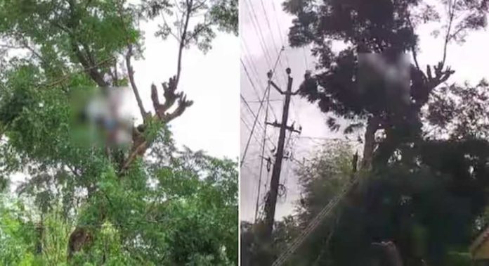 മരം വെട്ടുന്നതിനിടെ യുവാവ് ഷോക്കേറ്റ് മരിച്ചു മരം വെട്ടുന്നതിനിടെ യുവാവ് ഷോക്കേറ്റ് മരിച്ചു