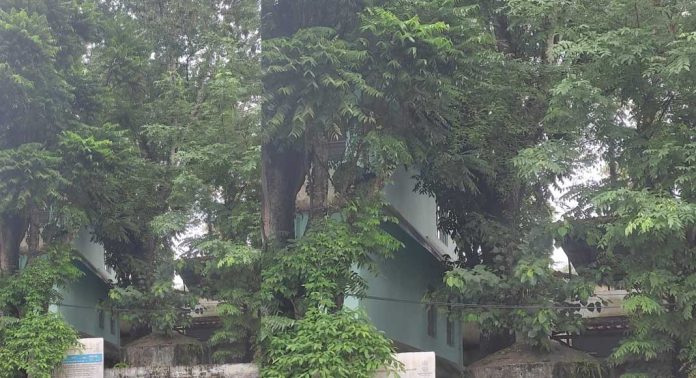 അപകട ഭീഷണി : ആൽമരക്കൊമ്പുകൾ മുറിക്കാൻ ആർ.ഡി.ഒ.യുടെ നിർദേശം അപകട ഭീഷണി : ആൽമരക്കൊമ്പുകൾ മുറിക്കാൻ ആർ.ഡി.ഒ.യുടെ നിർദേശം