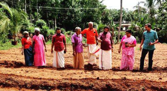 പന്തളം തെക്കേക്കര ഗ്രാമപഞ്ചായത്തിൽ ‘ജപ്പാൻ വൈലറ്റ് ‘കരനെൽകൃഷി തുടങ്ങി പന്തളം തെക്കേക്കര ഗ്രാമപഞ്ചായത്തിൽ ‘ജപ്പാൻ വൈലറ്റ് ‘കരനെൽകൃഷി തുടങ്ങി