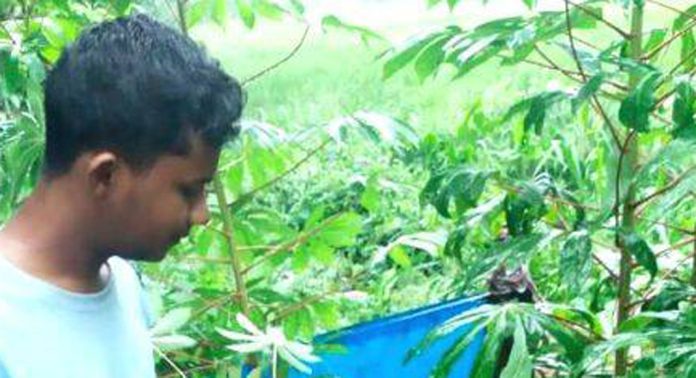 കുട്ടിക്കർഷകന്റെ കപ്പകൃഷി നശിപ്പിച്ച് പന്നിക്കൂട്ടം കുട്ടിക്കർഷകന്റെ കപ്പകൃഷി നശിപ്പിച്ച് പന്നിക്കൂട്ടം