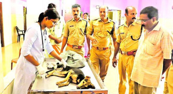 മതിലുകൾക്കിടയിൽ കുടുങ്ങി അവശതയിലായ നായയ്ക്ക് ട്രാഫിക് പോലീസും ഫയർഫോഴ്സും രക്ഷയൊരുക്കി മതിലുകൾക്കിടയിൽ കുടുങ്ങി അവശതയിലായ നായയ്ക്ക് ട്രാഫിക് പോലീസും ഫയർഫോഴ്സും രക്ഷയൊരുക്കി