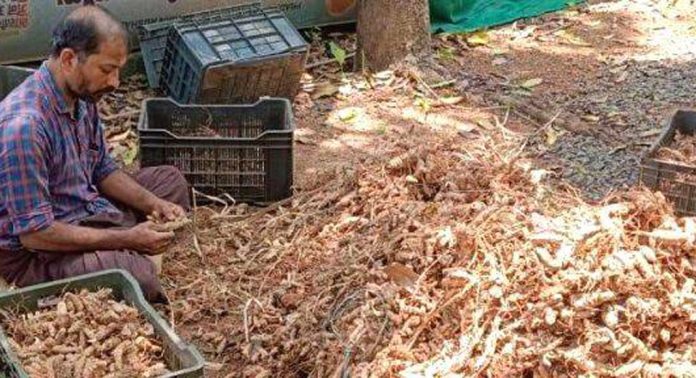വിപണിയില്ല ; കസ്തൂരി മഞ്ഞൾ കര്ഷകര് പ്രതിസന്ധിയില് വിപണിയില്ല ; കസ്തൂരി മഞ്ഞൾ കര്ഷകര് പ്രതിസന്ധിയില്