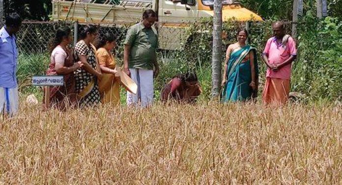 പുല്ലാട് ജപ്പാൻ വയലറ്റിന്റെ കൊയ്ത്തുത്സവം നടത്തി പുല്ലാട് ജപ്പാൻ വയലറ്റിന്റെ കൊയ്ത്തുത്സവം നടത്തി