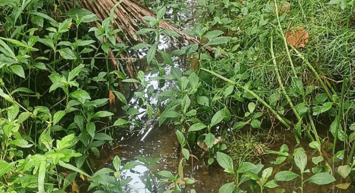 കോഴഞ്ചേരി ബ്ലോക്ക് പഞ്ചായത്ത് പത്ത് ലക്ഷം രൂപയോളം മുടക്കി പുനര് നിര്മ്മാണം നടത്തിയ തോട് ഉപയോഗശൂന്യമായി കിടക്കുന്നു കോഴഞ്ചേരി ബ്ലോക്ക് പഞ്ചായത്ത് പത്ത് ലക്ഷം രൂപയോളം മുടക്കി പുനര് നിര്മ്മാണം നടത്തിയ തോട് ഉപയോഗശൂന്യമായി കിടക്കുന്നു