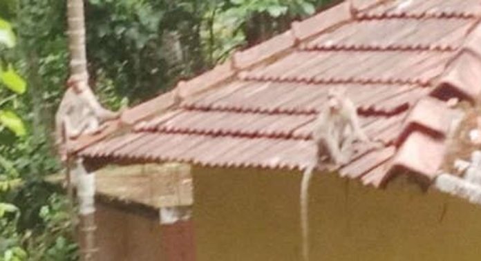 വടശ്ശേരിക്കര ഒളികല്ലിൽ കുരങ്ങു ശല്യം രൂക്ഷം വടശ്ശേരിക്കര ഒളികല്ലിൽ കുരങ്ങു ശല്യം രൂക്ഷം