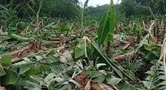 ജില്ലയിലെ കാർഷിക മേഖലയെ പിടിച്ചു കുലുക്കി വേനല്മഴ ജില്ലയിലെ കാർഷിക മേഖലയെ പിടിച്ചു കുലുക്കി വേനല്മഴ