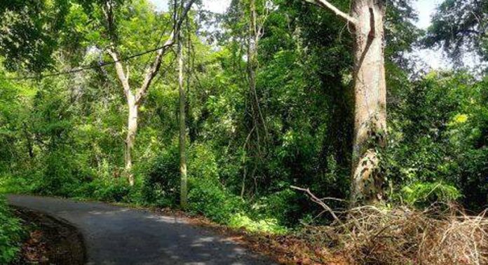 പെരുനാട് – പെരുന്തേനരുവി റോഡിൽ വാഹന യാത്രക്കാർക്ക് ഭീഷണിയായി കാട്ടുവള്ളികൾ റോഡിലേക്ക് വീണുകിടക്കുന്നു പെരുനാട് – പെരുന്തേനരുവി റോഡിൽ വാഹന യാത്രക്കാർക്ക് ഭീഷണിയായി കാട്ടുവള്ളികൾ റോഡിലേക്ക് വീണുകിടക്കുന്നു