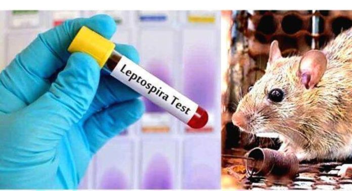 എലിപ്പനിയ്ക്കെതിരെ ജാഗ്രത വേണം എലിപ്പനിയ്ക്കെതിരെ ജാഗ്രത വേണം