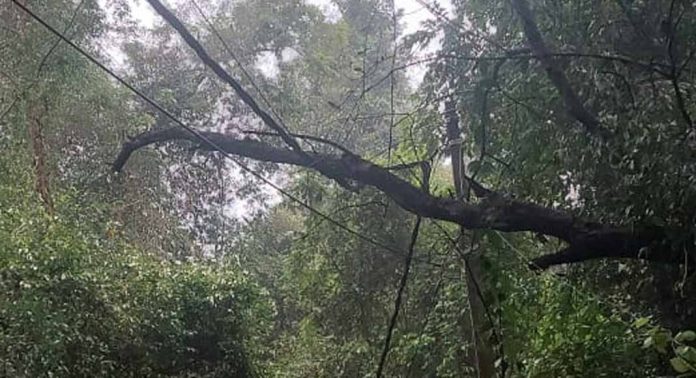 പെരുനാട് പെരുന്തേനരുവി റോഡിൽ വാഹന യാത്രക്കാർക്ക് ഭീഷണിയായി കാട്ടുവള്ളികൾ പെരുനാട് പെരുന്തേനരുവി റോഡിൽ വാഹന യാത്രക്കാർക്ക് ഭീഷണിയായി കാട്ടുവള്ളികൾ