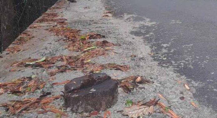 ചെത്തോങ്കര – അത്തിക്കയം ഭാഗത്തെ കരികുളം സംരക്ഷിത വനമേഖലയിൽ മരക്കുറ്റി നിലനിര്ത്തി കോൺക്രീറ്റ് ചെയ്തു ചെത്തോങ്കര – അത്തിക്കയം ഭാഗത്തെ കരികുളം സംരക്ഷിത വനമേഖലയിൽ മരക്കുറ്റി നിലനിര്ത്തി കോൺക്രീറ്റ് ചെയ്തു