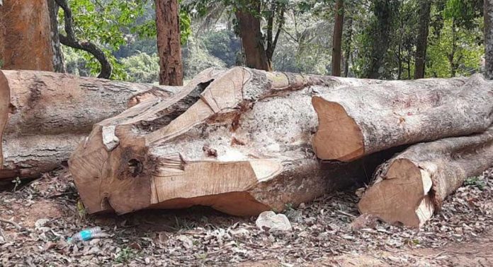 സുഗന്ധ ഗിരി മരം മുറി കേസ് : സൗത്ത് വയനാട് ഡിഎഫ്ഒ എ.ഷജ്നയെ വിശദീകരണം ചോദിക്കാതെ കാസര്കോടേക്ക് സ്ഥലംമാറ്റി സുഗന്ധ ഗിരി മരം മുറി കേസ് : സൗത്ത് വയനാട് ഡിഎഫ്ഒ എ.ഷജ്നയെ വിശദീകരണം ചോദിക്കാതെ കാസര്കോടേക്ക് സ്ഥലംമാറ്റി