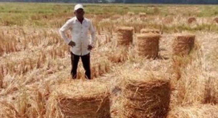 പുന്നയൂർക്കുളം ഉപ്പുങ്ങൽ കോൾപാടത്ത് എടുക്കാനാളില്ലാതെ വൈക്കോൽ കെട്ടിക്കിടക്കുന്നു പുന്നയൂർക്കുളം ഉപ്പുങ്ങൽ കോൾപാടത്ത് എടുക്കാനാളില്ലാതെ വൈക്കോൽ കെട്ടിക്കിടക്കുന്നു