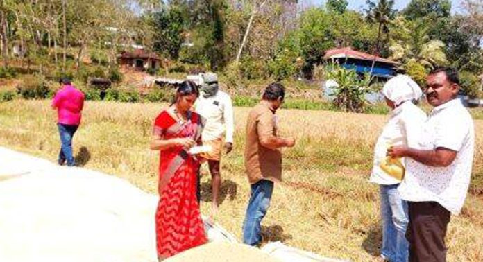ജില്ലയിൽ നെല്ല് സംഭരണം ഊർജ്ജിതമായി ; 4,291 ടൺ സംഭരിച്ചു ജില്ലയിൽ നെല്ല് സംഭരണം ഊർജ്ജിതമായി ; 4,291 ടൺ സംഭരിച്ചു