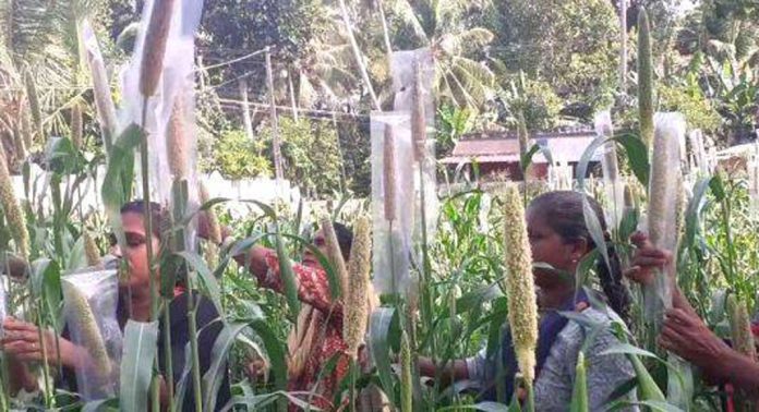 പെരിങ്ങര പഞ്ചായത്തിൽ ചോളം വിളയിച്ച് വനിതകൾ പെരിങ്ങര പഞ്ചായത്തിൽ ചോളം വിളയിച്ച് വനിതകൾ